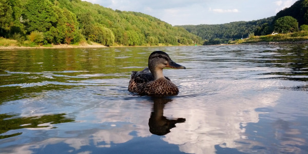 Schwimmen in der Elbe