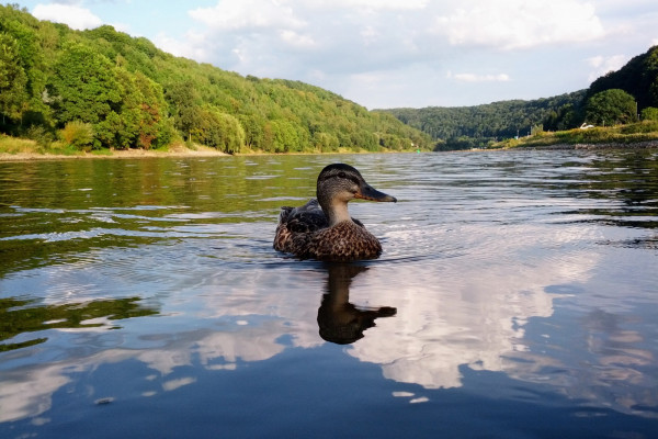Schwimmen in der Elbe